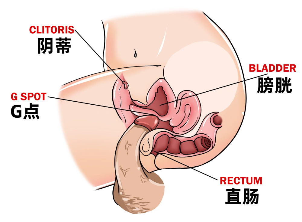 阴茎插入阴道剖析图